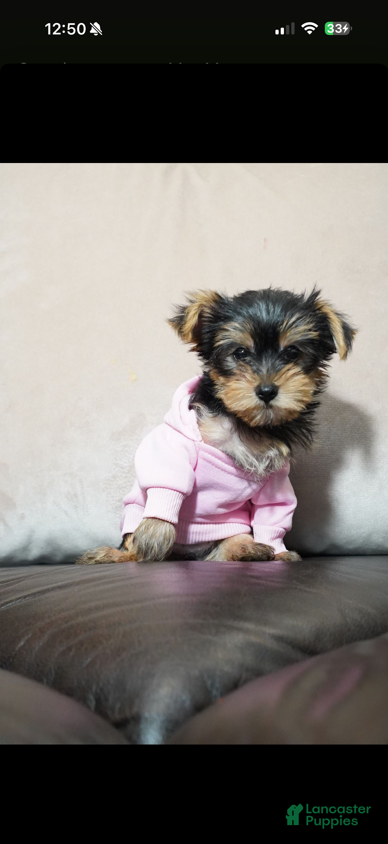 Yorkshire Terrier dogs Ice - Ad 2
