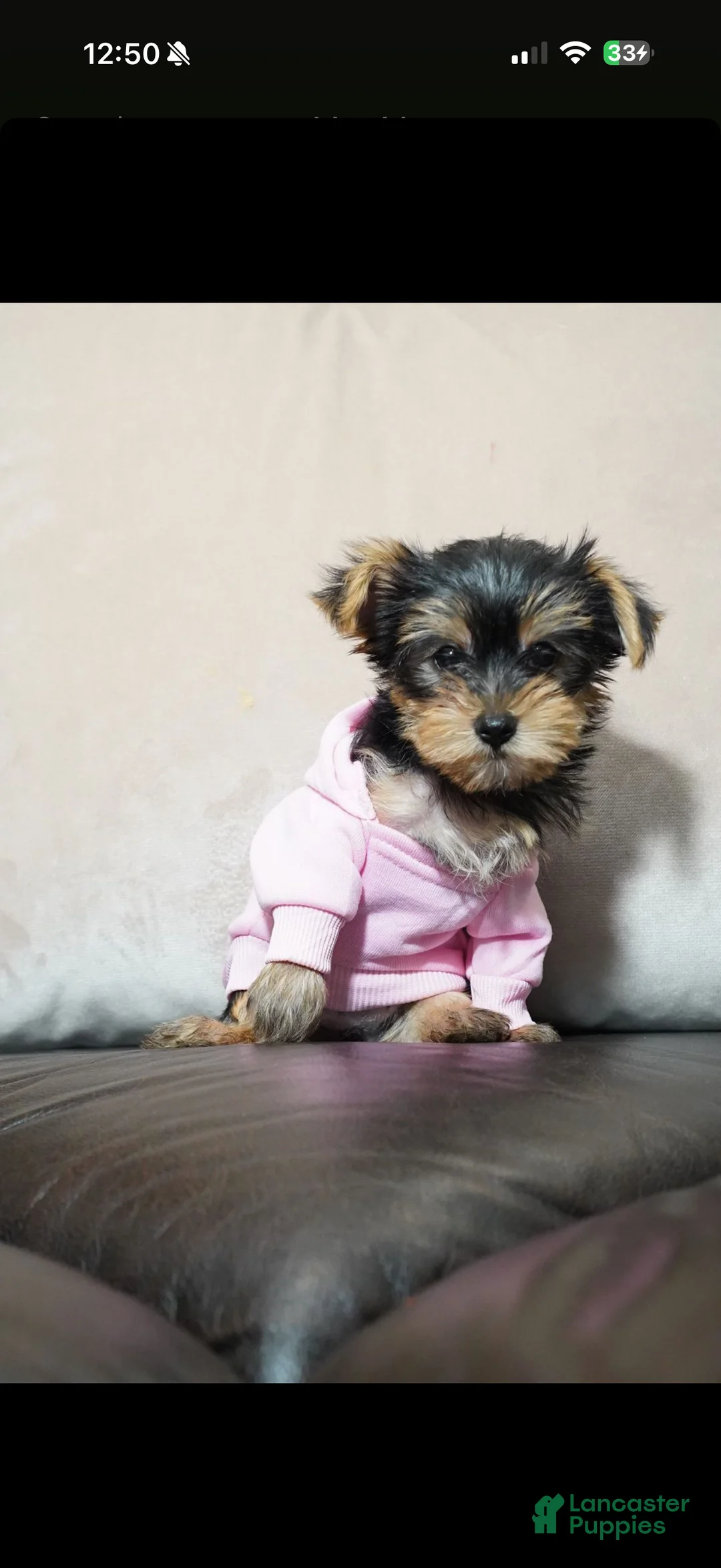 Yorkshire Terrier dogs for sale: Snow - Ad 4