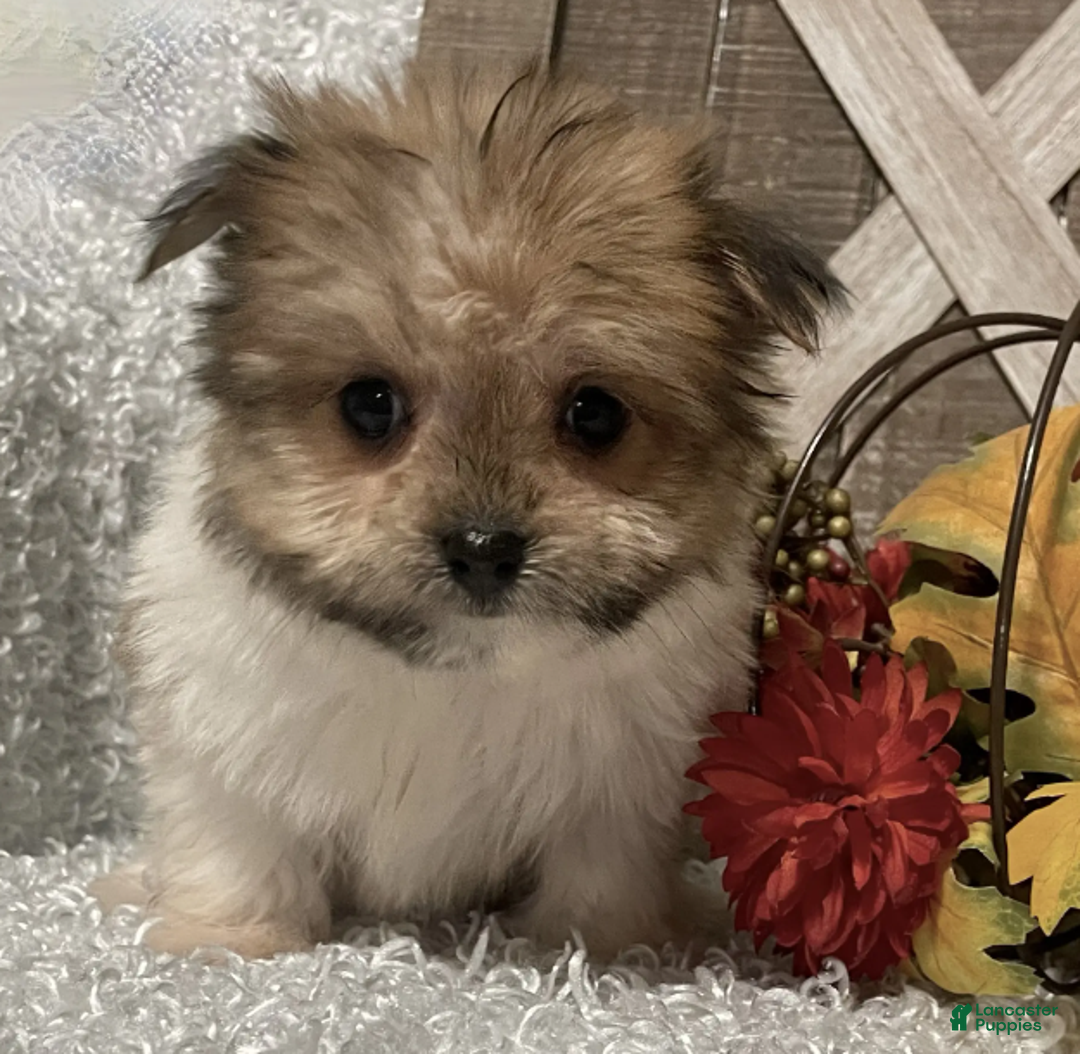 Morkie dogs for sale: Bella - Ad 6
