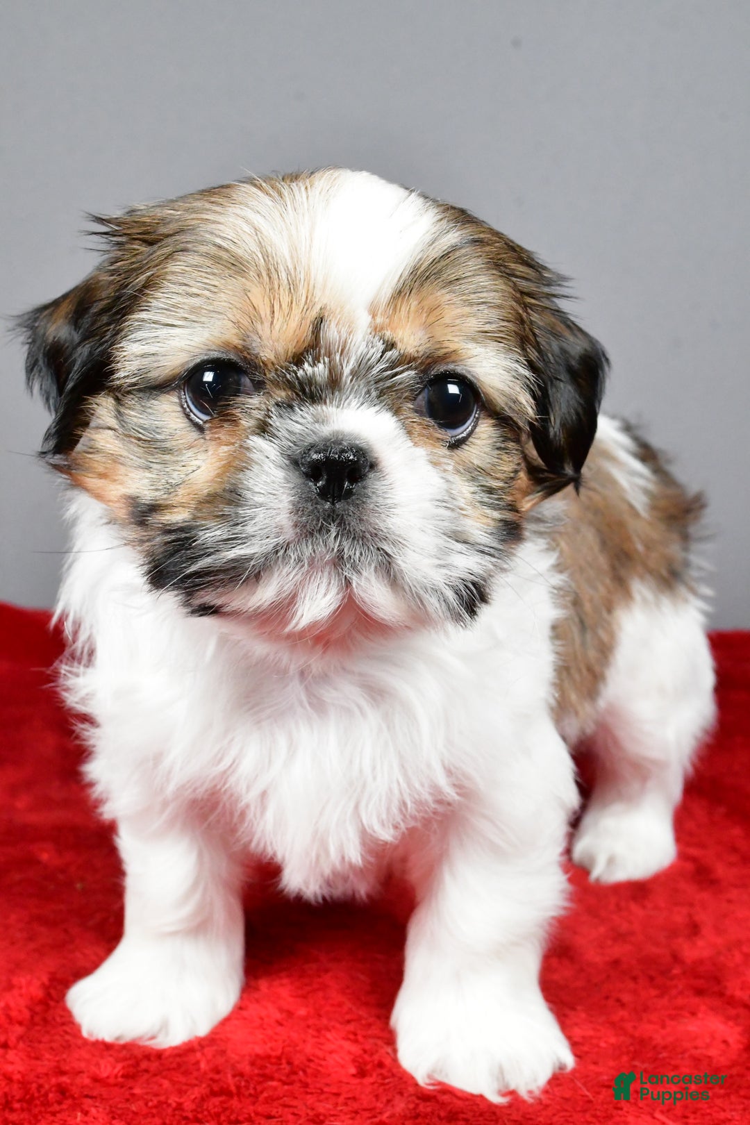 Shih Tzu dogs for sale: Noel - Ad 10