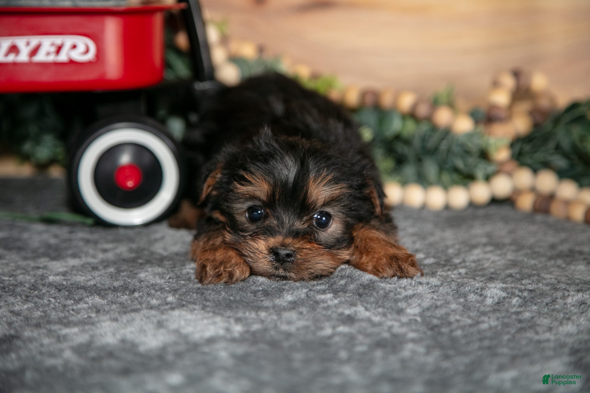 Yorkshire Terrier dogs Pepper - Ad 2
