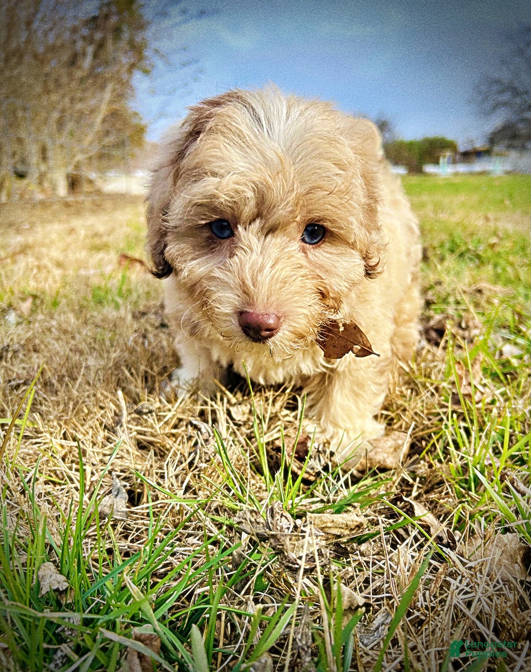 Havapoo dogs for sale: Willow - Ad 5