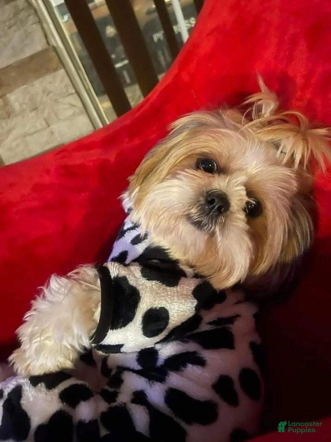 Gallery Image {{count}}