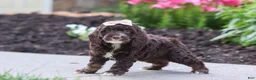 Cockapoo dogs for sale: Sylvia - Ad 6