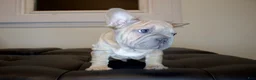 French Bulldog dogs for sale: MAVERICK - Ad 6