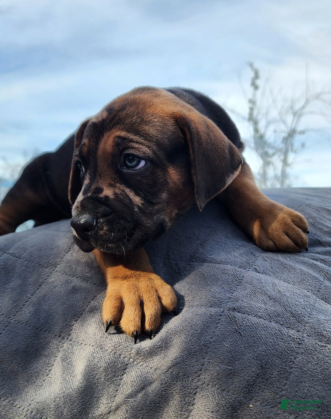 Catahoula Leopard Dog dogs for sale: Tala 2025 Male 2 - Ad 26