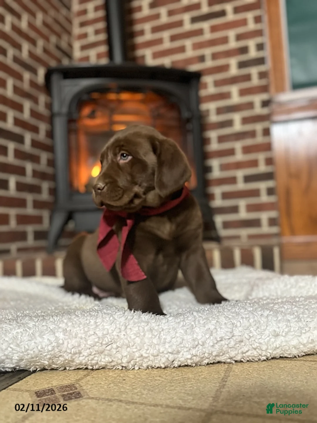 Labrador Retriever dogs for sale: Baxter - Ad 2