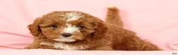 Cavapoo dogs for sale: Hazel - Ad 5
