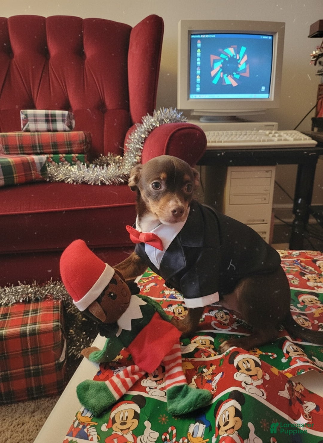 Chihuahua dogs for sale: Chocolate-Tri Chihuahua Puppy 1 - Ad 5