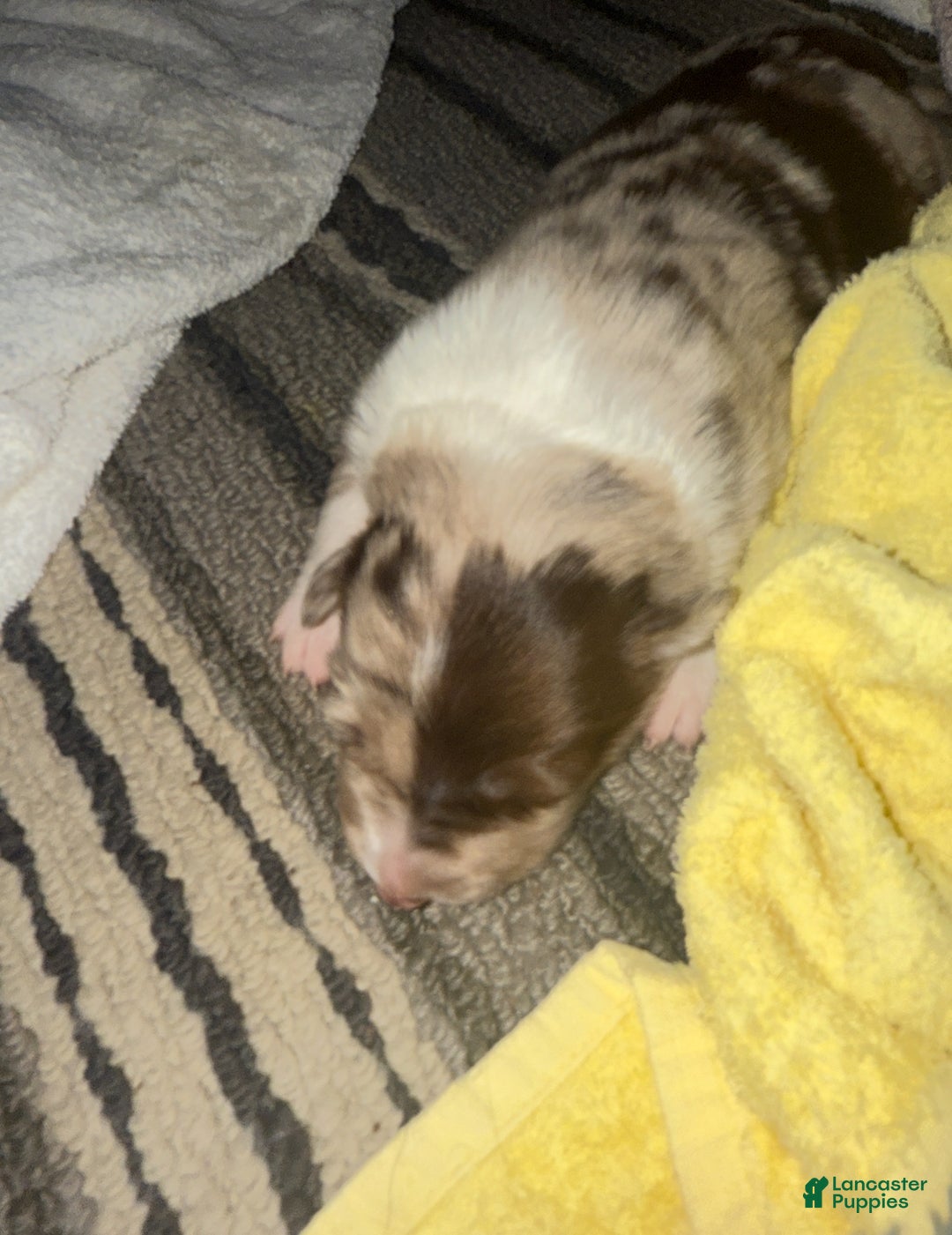 Border Collie dogs for sale: Border Collie Puppy 1 - Red - Ad 37