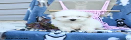 Maltipoo dogs for sale: Alvin - Ad 5