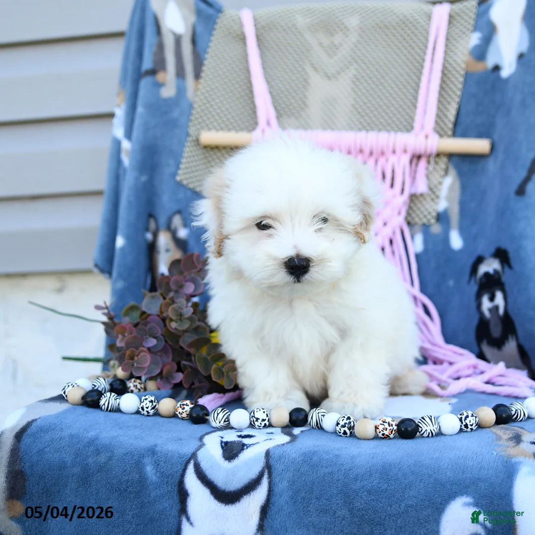 Maltipoo dogs for sale: Alvin - Ad 5