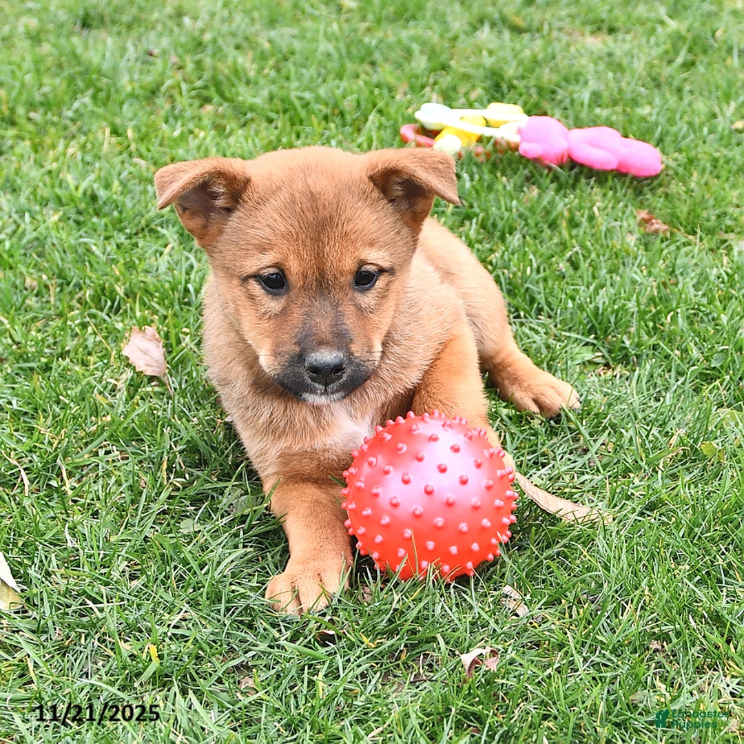 Mixed Breed dogs for sale: Missy - Ad 7