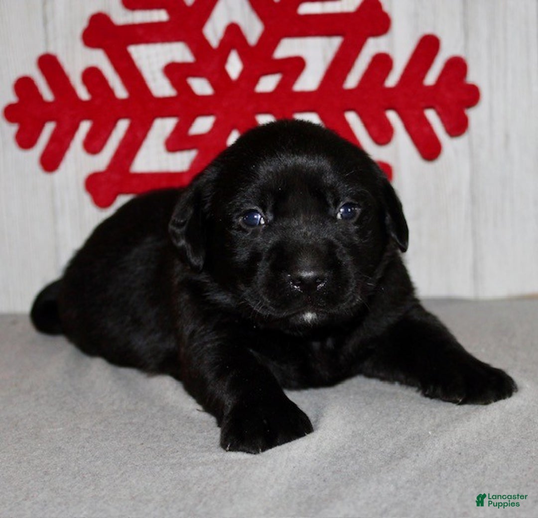 Labrador Retriever dogs for sale: Cookie - Ad 2