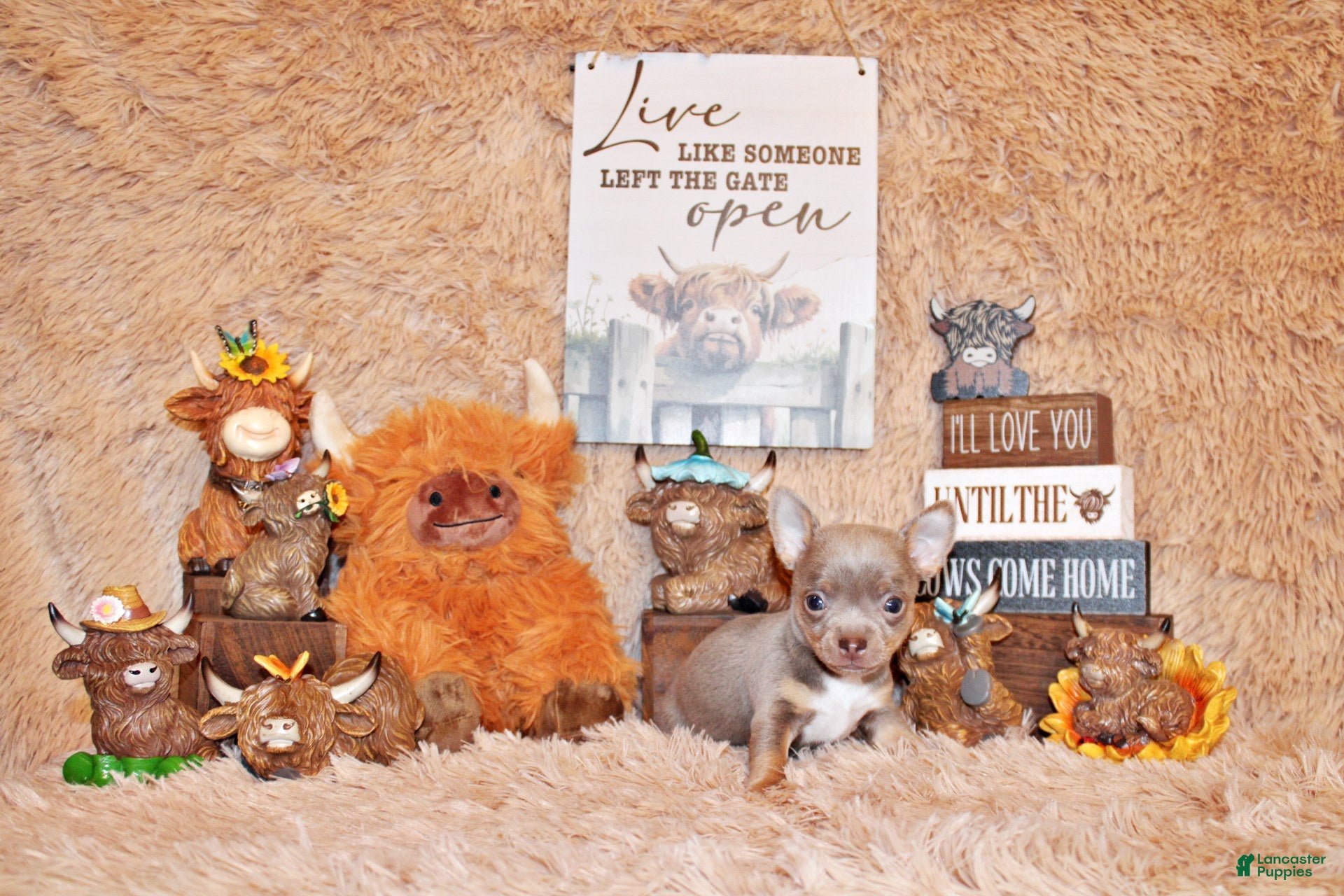 Chihuahua dogs Woof - Ad 2