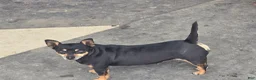 Chihuahua dogs for sale: Chihuahua Puppy 3 Mandi - Ad 7