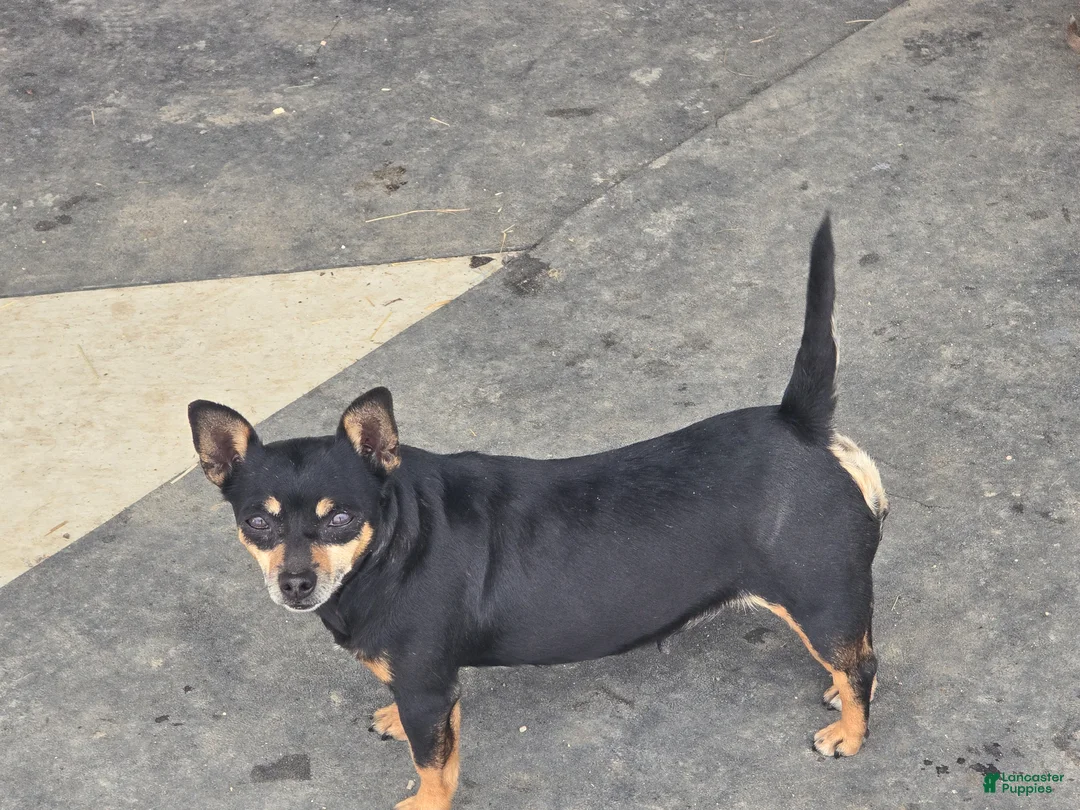 Chihuahua dogs for sale: Chihuahua Puppy 3 Mandi - Ad 7