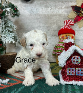 Toy Poodle dogs Grace - Ad 31