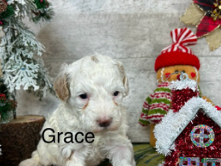 Toy Poodle dogs Grace - Ad 41