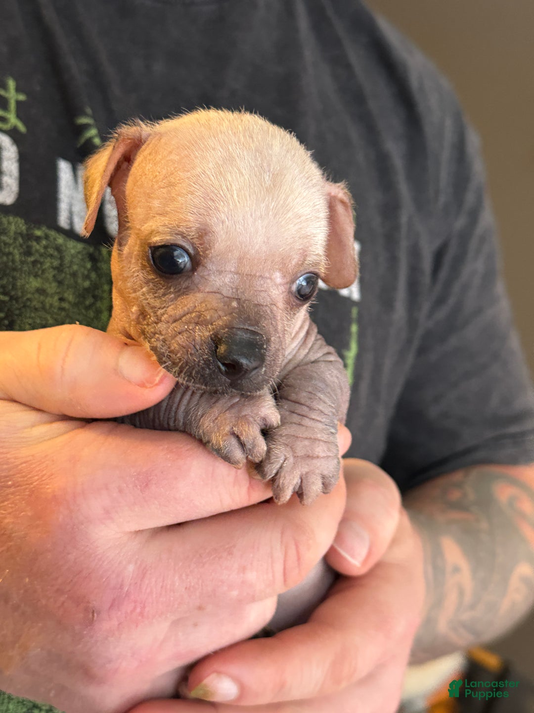 Mixed Breed dogs for sale: Ramstein  - Ad 5