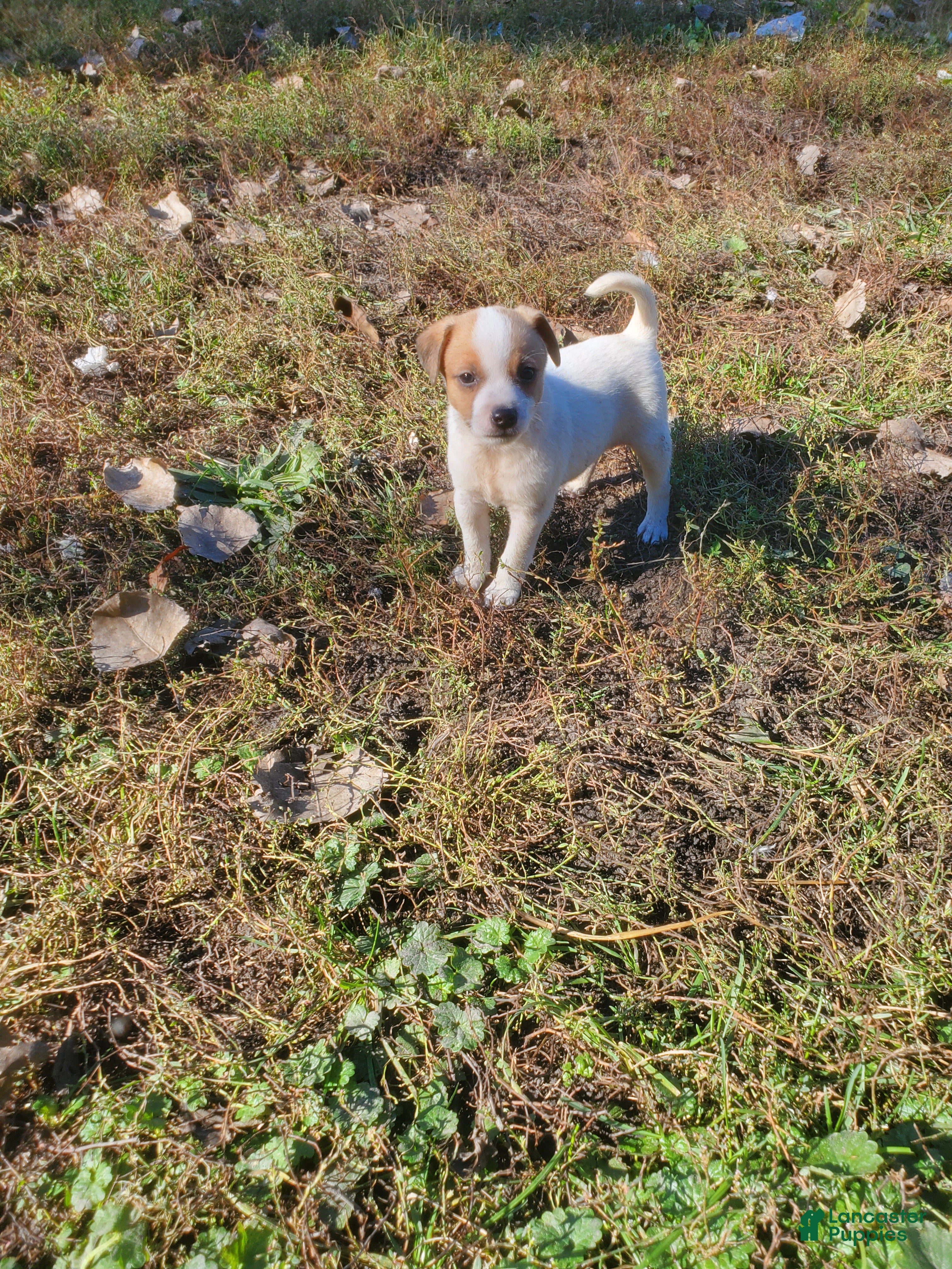 Jack Russell Terrier dogs for sale: Jack Russell Terrier 7 - Ad 4