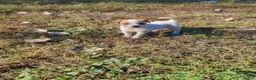 Jack Russell Terrier dogs for sale: Jack Russell Terrier 7 - Ad 1