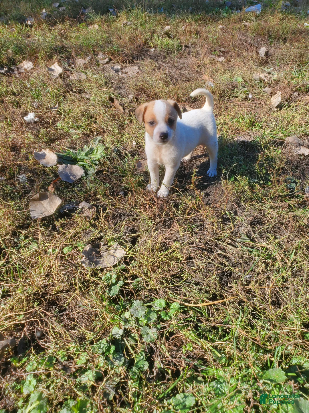 Jack Russell Terrier dogs for sale: Jack Russell Terrier 7 - Ad 1