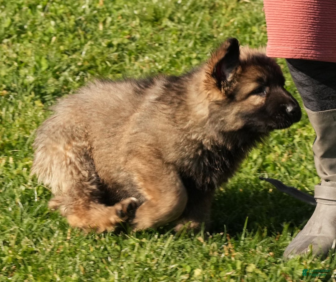German Shepherd dogs for sale: Zoey - Ad 9