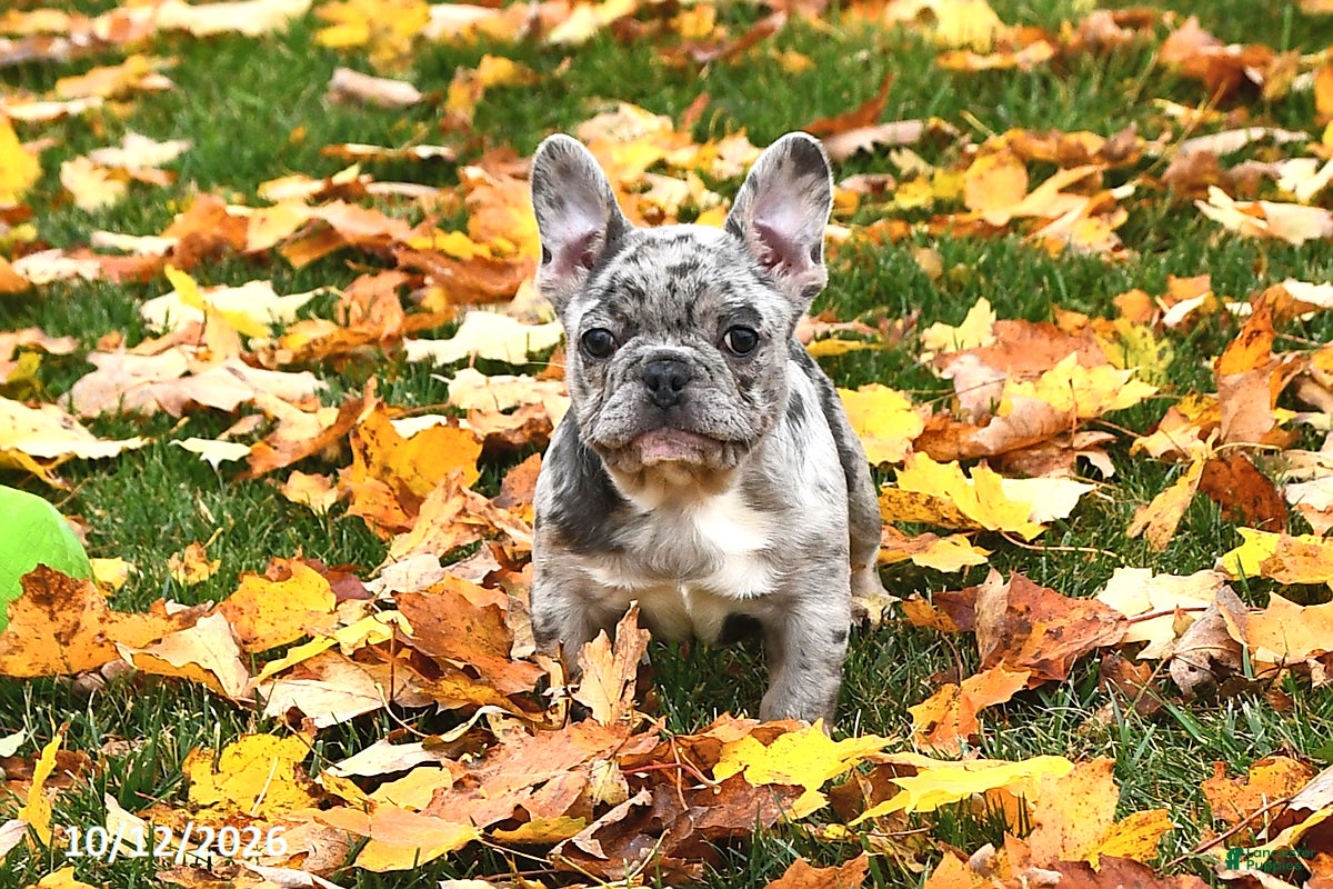French Bulldog dogs Winnie - Ad 1