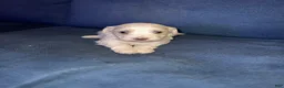 Maltese dogs for sale: Maltese 1 - Ad 2