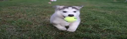 Alaskan Malamute dogs for sale: Tucker - Ad 6