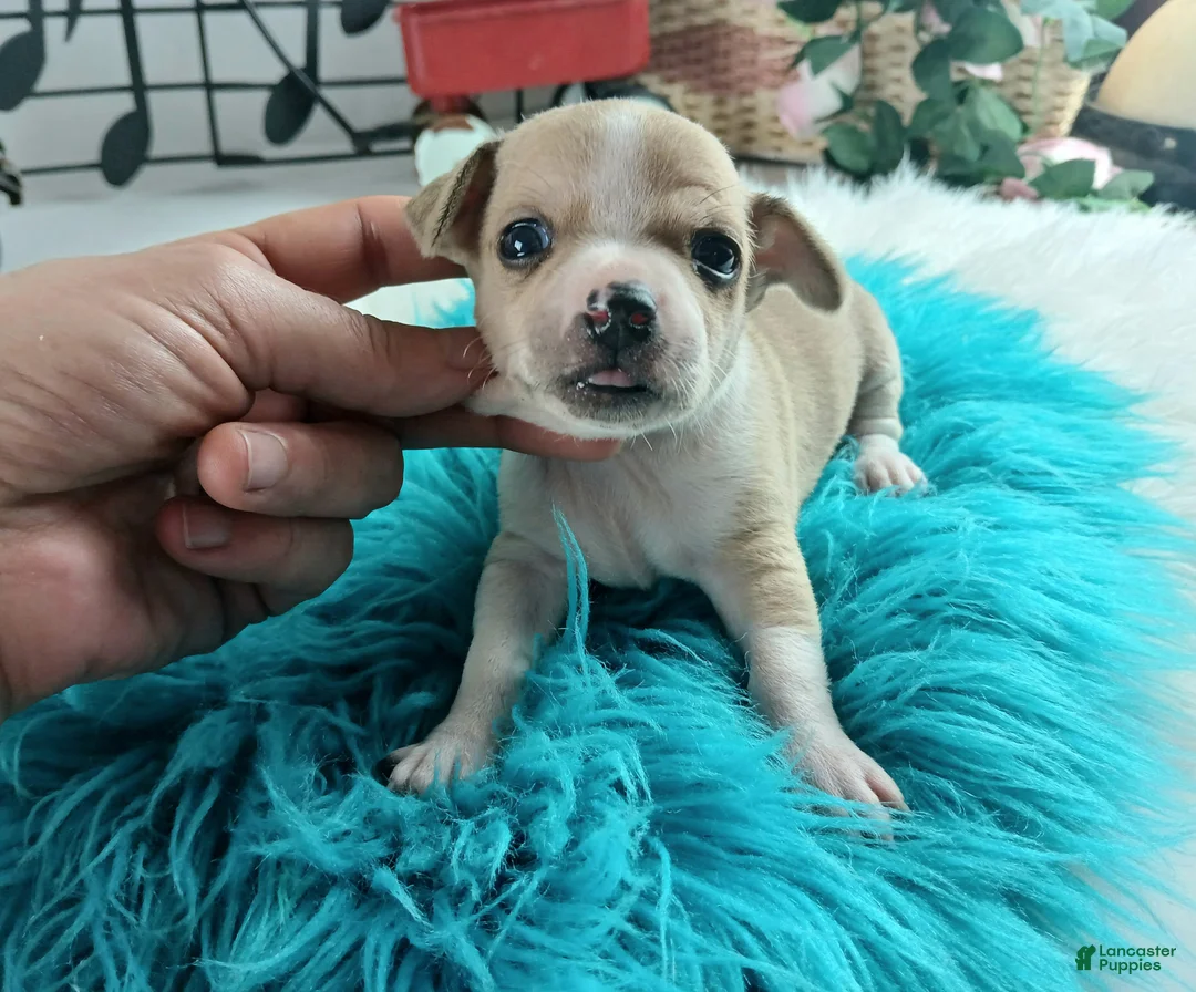 Chihuahua dogs for sale: Cece's fawn/white boy, NATIONWIDE DELIVERY  - Ad 1