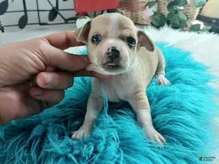 Chihuahua dogs Cece's fawn/white boy, NATIONWIDE DELIVERY - Ad 27