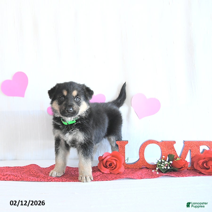 German Shepherd dogs Starr - Ad 13