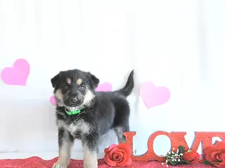 German Shepherd dogs Starr - Ad 11