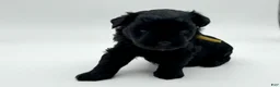 Miniature Schnauzer dogs for sale: Shamrock - Ad 8