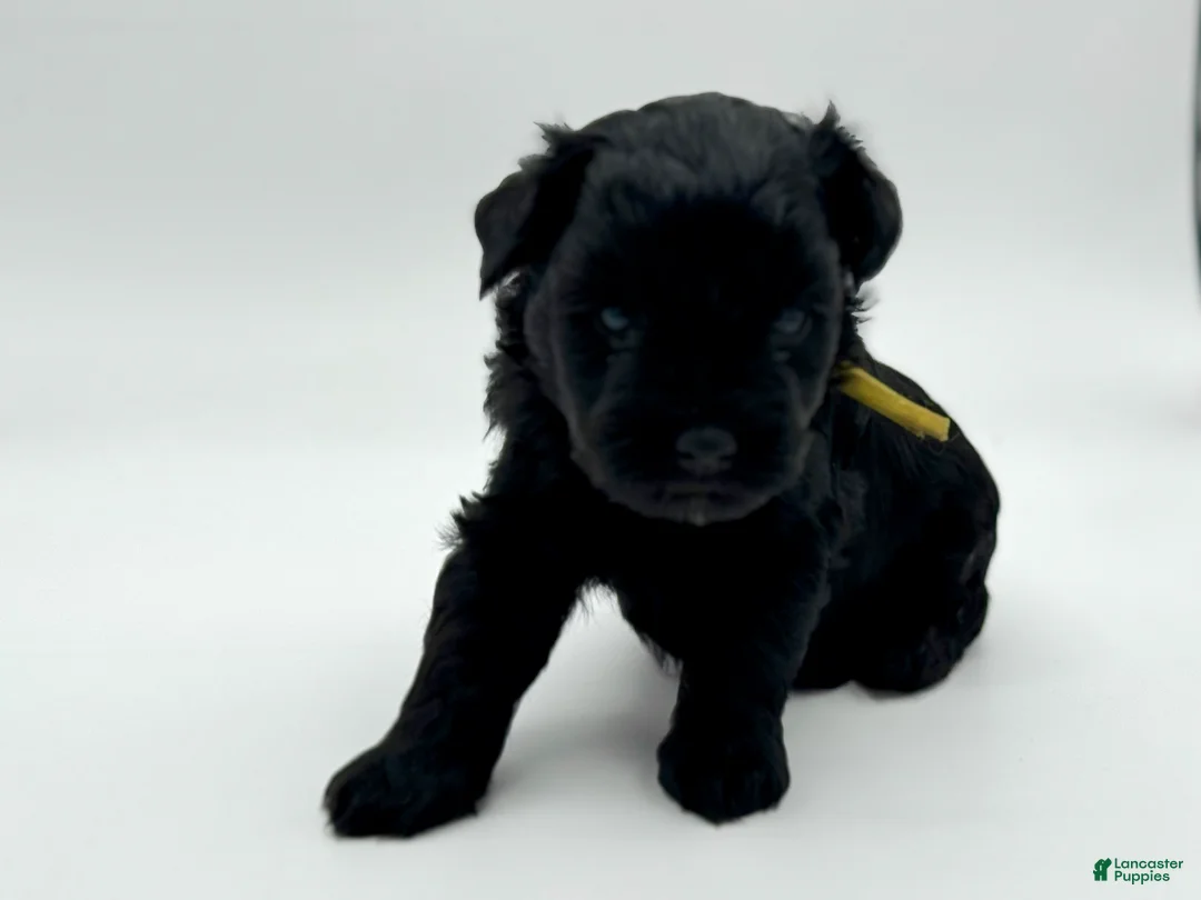 Miniature Schnauzer dogs for sale: Shamrock - Ad 8