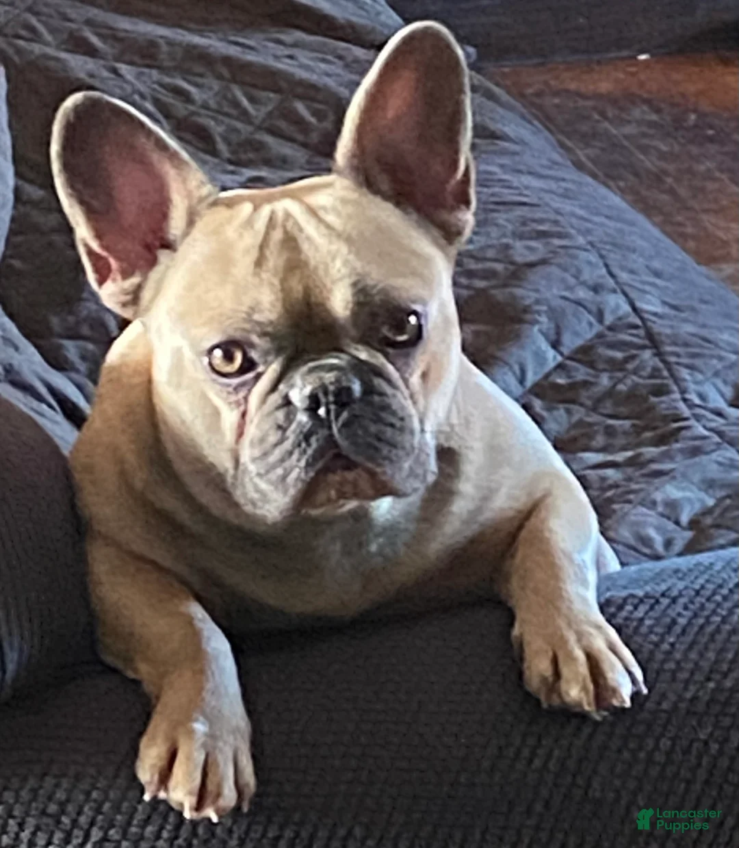French Bulldog dogs for sale: French Bulldog Puppy 1 - Ad 4