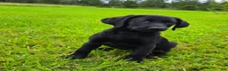 Labrador Retriever dogs for sale: Annie - Ad 2
