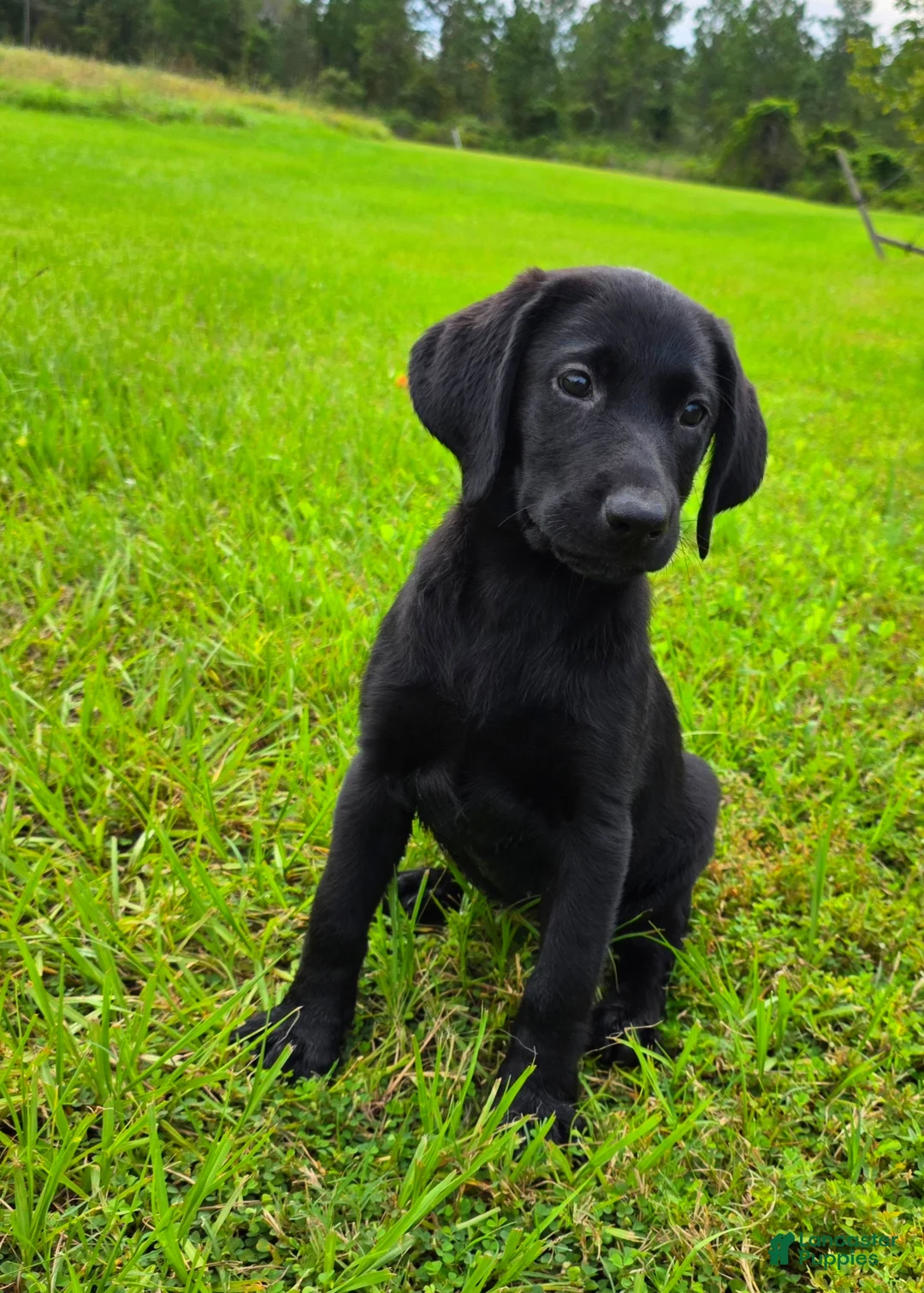 Labrador Retriever dogs for sale: Annie - Ad 2