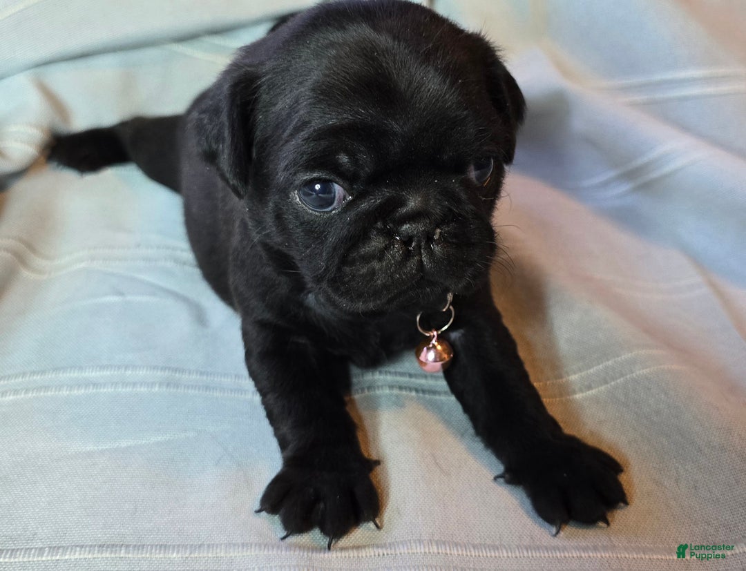 Pug dogs for sale: Elvira - Ad 3