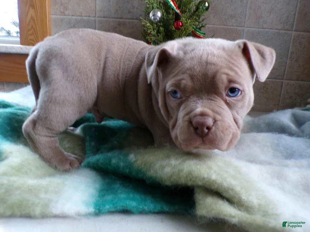 American Bully dogs for sale: American Bully Puppy 4 Marlo - Ad 6