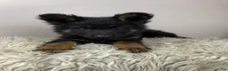 German Shepherd dogs for sale: Fizz - Ad 3