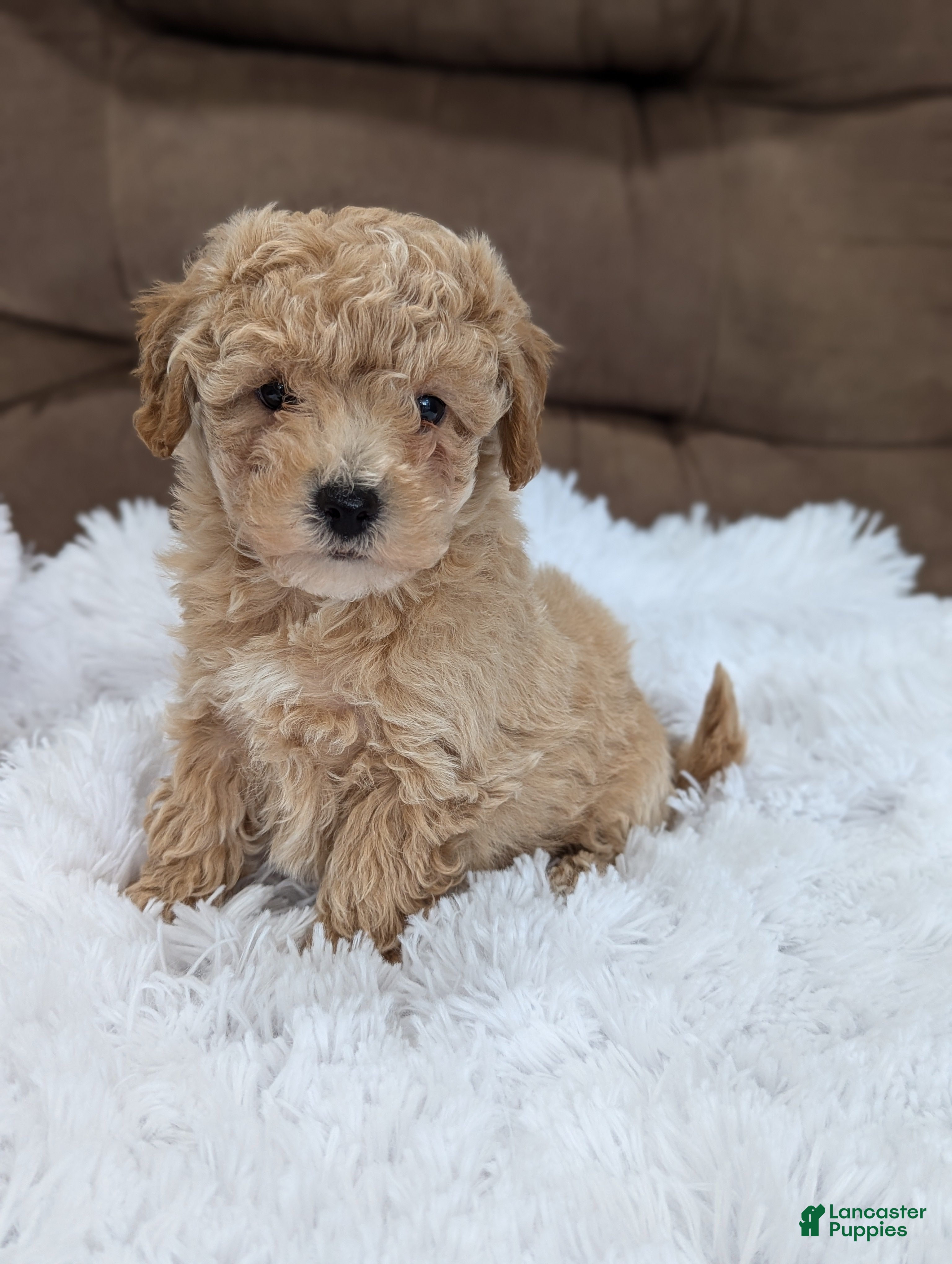 Bichpoo dogs Max - Ad 1