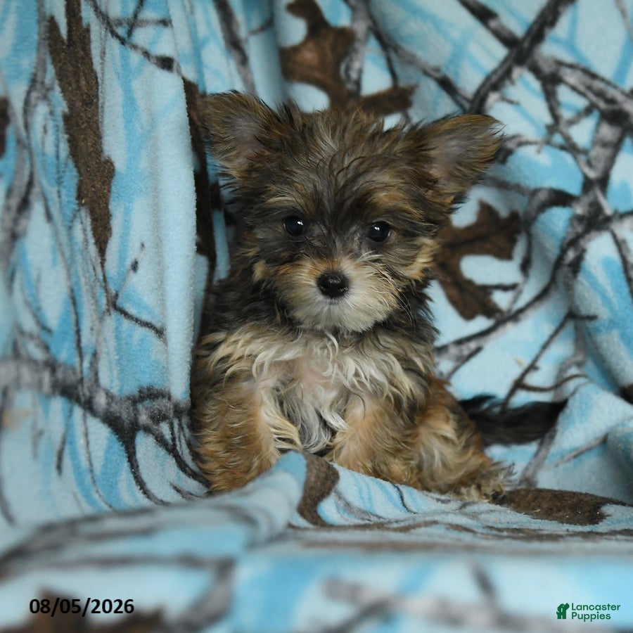 Morkie dogs Zaire - Ad 1