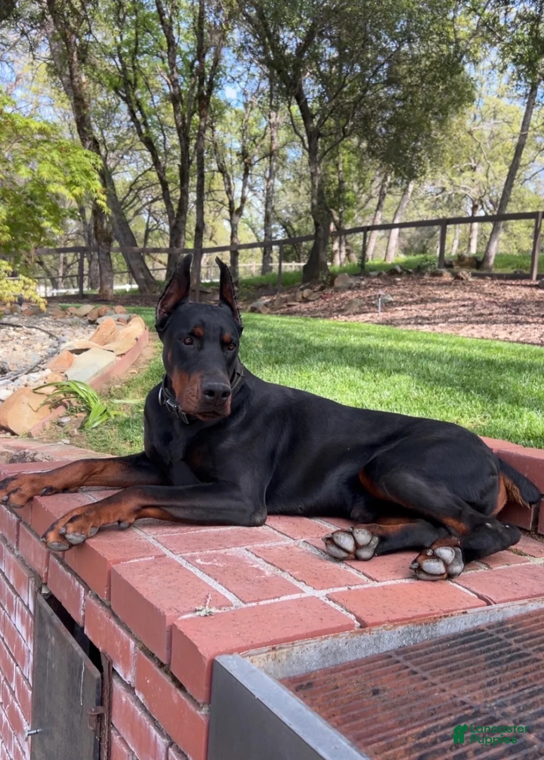 Mixed Breed dogs for sale: Doberdoodle 1 - Ad 13