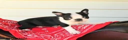 Boston Terrier dogs for sale: Shane - Ad 2