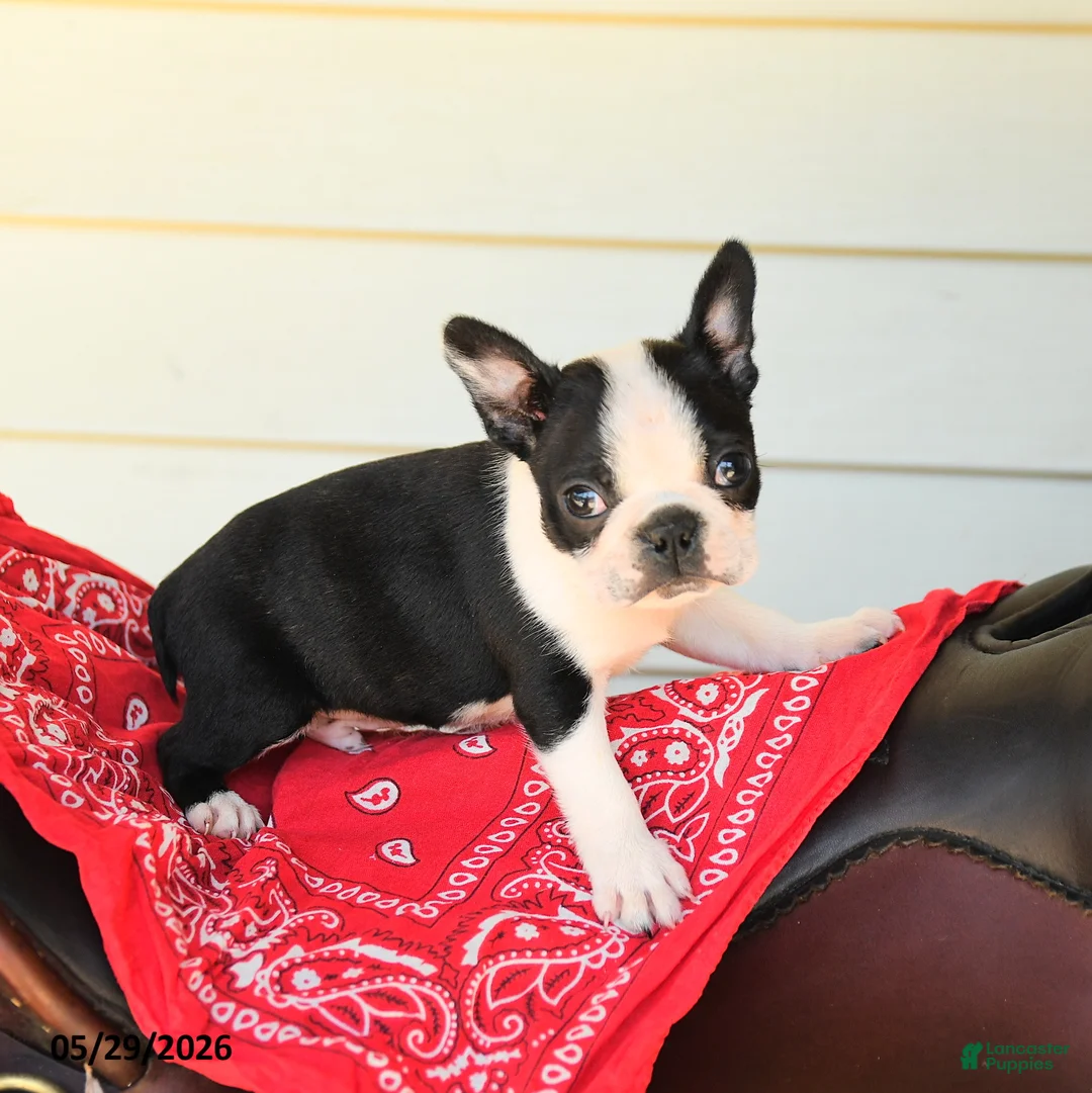 Boston Terrier dogs for sale: Shane - Ad 2