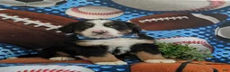 Bernese Mountain Dog dogs for sale: Dodge - Ad 3