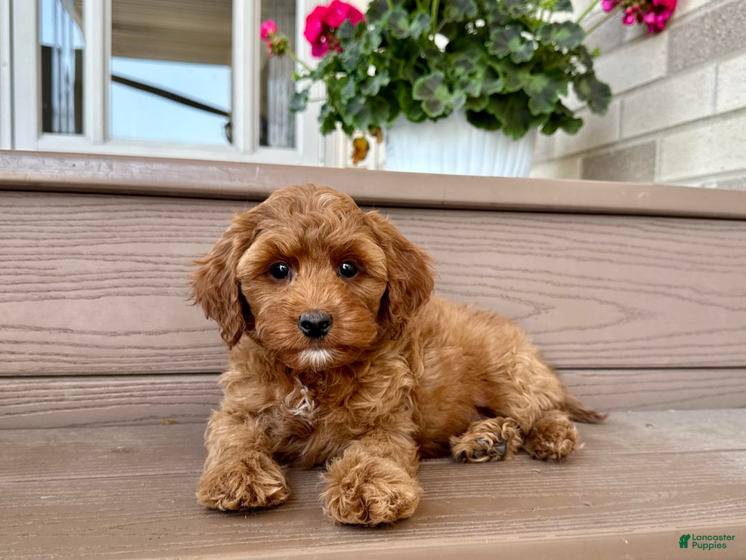 Cockapoo dogs for sale: Samantha - Ad 6